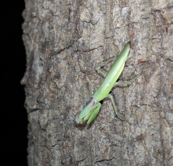 ハラビロカマキリ（成虫）♂_No.1のコナラ_クワガタ達のオアシス_2023年8月21日19時30分 気温28.3度